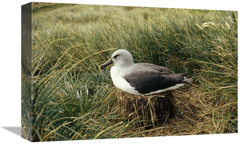 Global Gallery GCS-451299-1218-142 12 x 18 in. Grey-Headed Albatross N