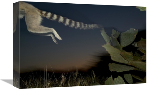 Global Gallery GCS-398112-1218-142 12 x 18 in. Ring-Tailed Lemur Leapi