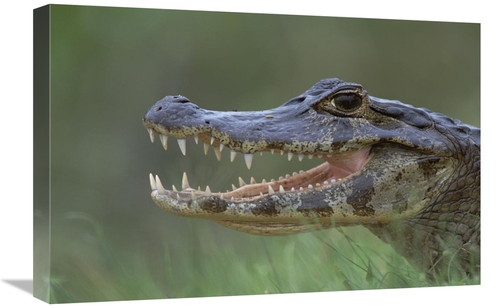 Global Gallery GCS-452524-1624-142 16 x 24 in. Spectacled Caiman Mouth