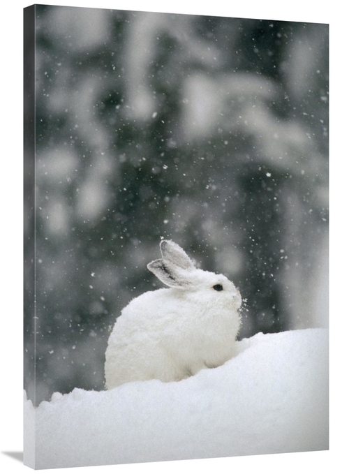 Global Gallery GCS-451849-2436-142 24 x 36 in. Snowshoe Hare in Snowfa