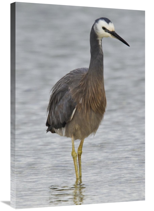 Global Gallery GCS-397487-2436-142 24 x 36 in. White-Faced Heron Wadin