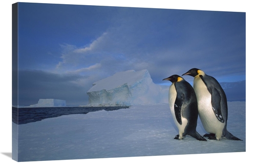 Global Gallery GCS-451730-2436-142 24 x 36 in. Emperor Penguin Pair on