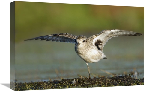 Global Gallery GCS-397609-1624-142 16 x 24 in. Black-Bellied Plover Sp