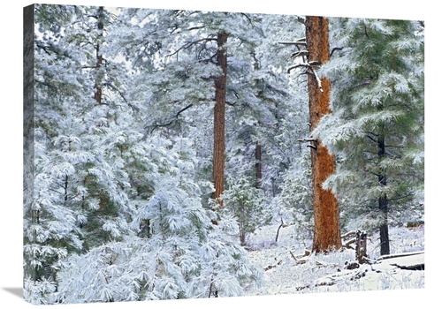 Global Gallery GCS-396712-2432-142 24 x 32 in. Ponderosa Pine Forest i