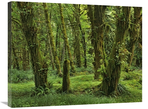 Global Gallery GCS-396293-2432-142 24 x 32 in. Hoh Rainforest, Oly