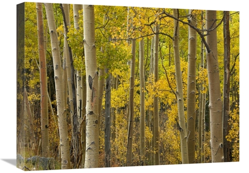 Global Gallery GCS-396871-1824-142 18 x 24 in. Aspen Trees in Autumn&#