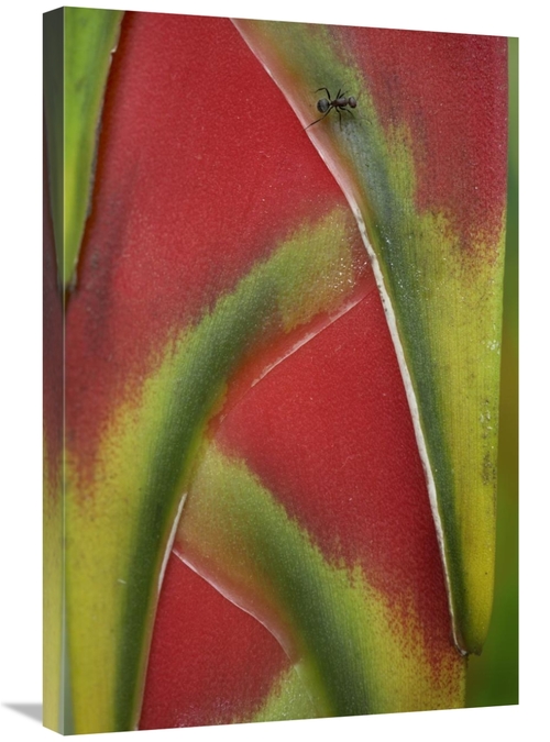 Global Gallery GCS-452182-2030-142 20 x 30 in. Ant on Heliconia, C