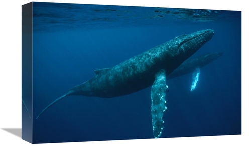 12 x 18 in. Humpback Whale Mother & Young, Hawaii Art Print - Flip