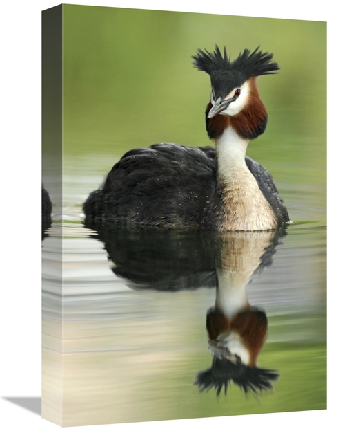 Global Gallery GCS-397464-1218-142 12 x 18 in. Great Crested Grebe in 