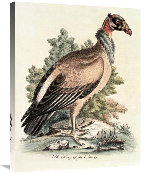 Global Gallery GCS-277464-30-142 30 in. King of the Vultures Art Print