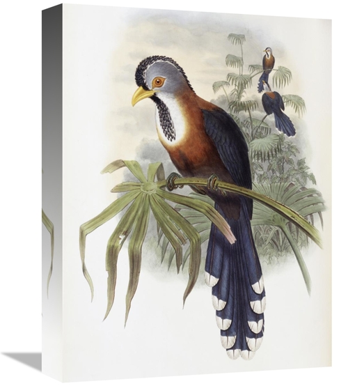 Global Gallery GCS-277755-16-142 16 in. Curled-Crested Cuckoo Art Prin