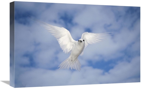 Global Gallery GCS-395654-1624-142 16 x 24 in. White Tern Also Known A