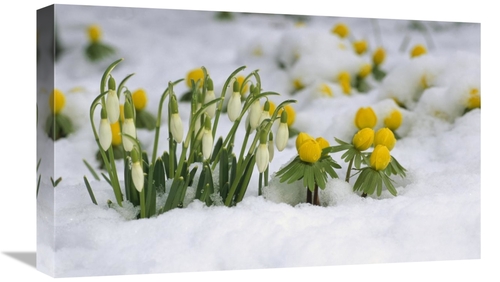 Global Gallery GCS-398474-22-142 22 in. Snowdrops Blooming in Snow&#44