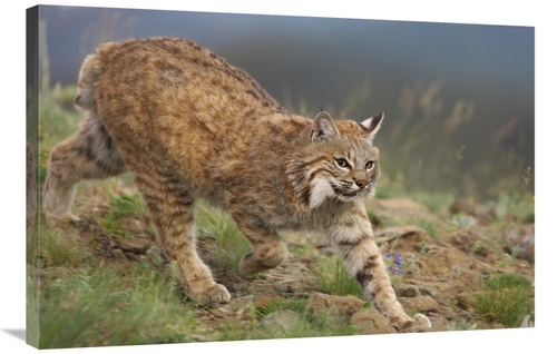 24 x 36 in. Bobcat Stalking, North America Art Print - Tim Fitzhar