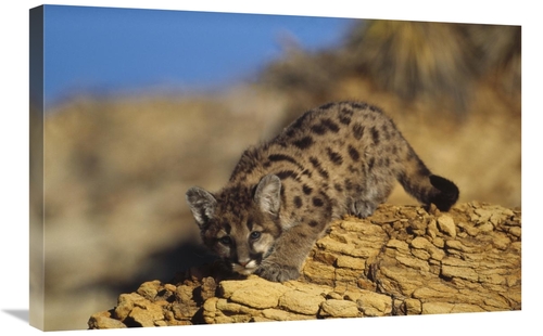 Global Gallery GCS-396663-2030-142 20 x 30 in. Mountain Lion or Cougar