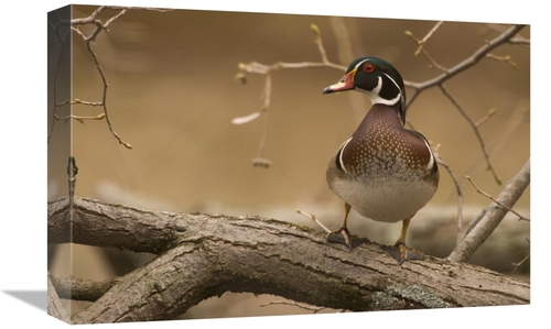 Global Gallery GCS-397364-1218-142 12 x 18 in. Wood Duck Male, Ken