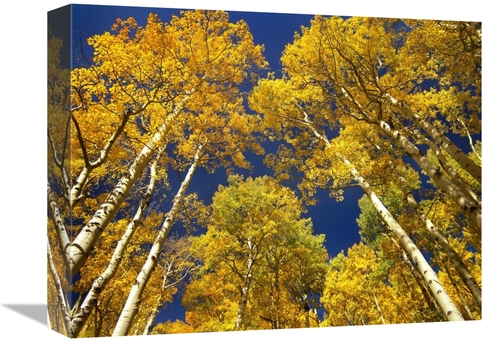 Global Gallery GCS-396831-1216-142 12 x 16 in. Aspen Grove in Fall Col