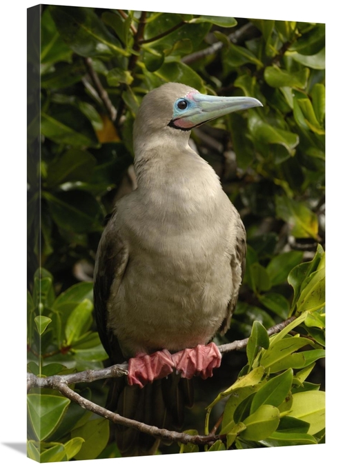 Global Gallery GCS-453055-2030-142 20 x 30 in. Red-Footed Booby Portra