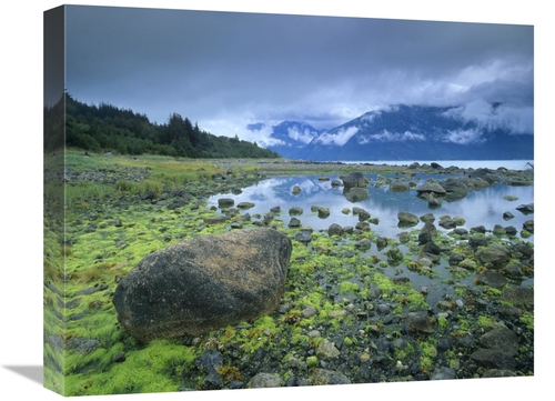 Global Gallery GCS-396221-1620-142 16 x 20 in. Low Tide Revealing Alga