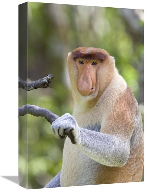 Global Gallery GCS-395811-1218-142 12 x 18 in. Proboscis Monkey Domina