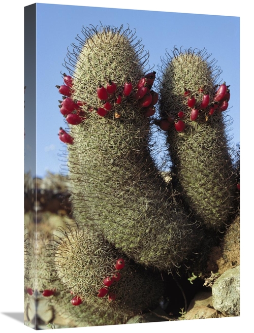 Global Gallery GCS-395596-1624-142 16 x 24 in. Fishhook Cactus in Bloo