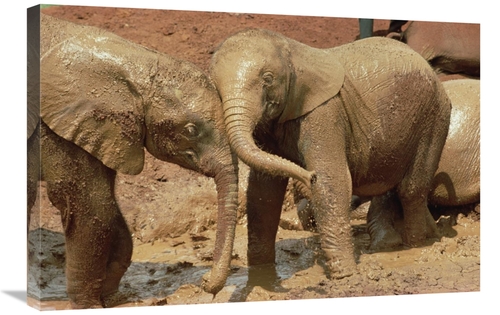 Global Gallery GCS-452801-2030-142 20 x 30 in. African Elephant Orphan