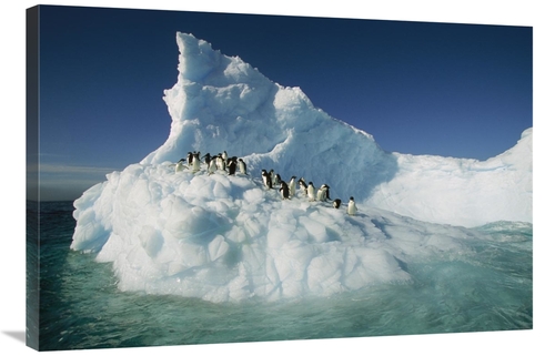 Global Gallery GCS-397791-2436-142 24 x 36 in. Adelie Penguin Group Ri