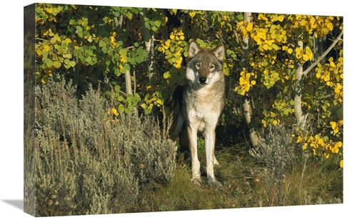 Global Gallery GCS-453314-1624-142 16 x 24 in. Timber Wolf Portrait Am