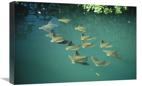 Global Gallery GCS-451145-1624-142 16 x 24 in. Golden Cownose Rays Sch