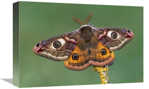 Global Gallery GCS-397634-1218-142 12 x 18 in. Emperor Moth, Switz