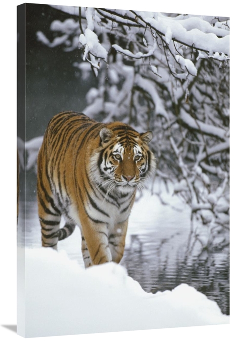 Global Gallery GCS-398512-2436-142 24 x 36 in. Siberian Tiger Walking 