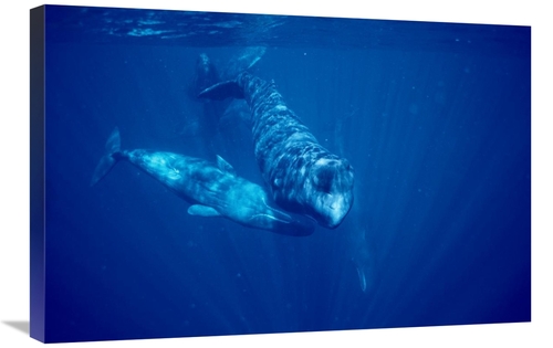 Global Gallery GCS-450712-2030-142 20 x 30 in. Sperm Whale Social Grou