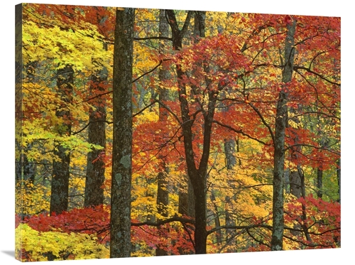 Global Gallery GCS-396770-3040-142 30 x 40 in. Maple Trees in Autumn&#