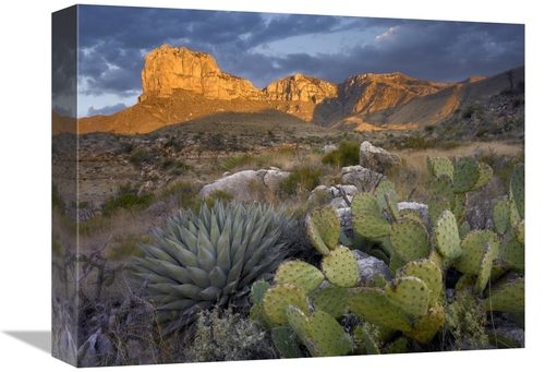 Global Gallery GCS-395956-1216-142 12 x 16 in. Opuntia Cactus & Agave&