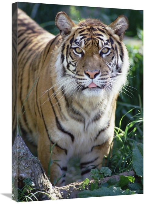 Global Gallery GCS-452756-2030-142 20 x 30 in. Bengal Tiger Portrait&#