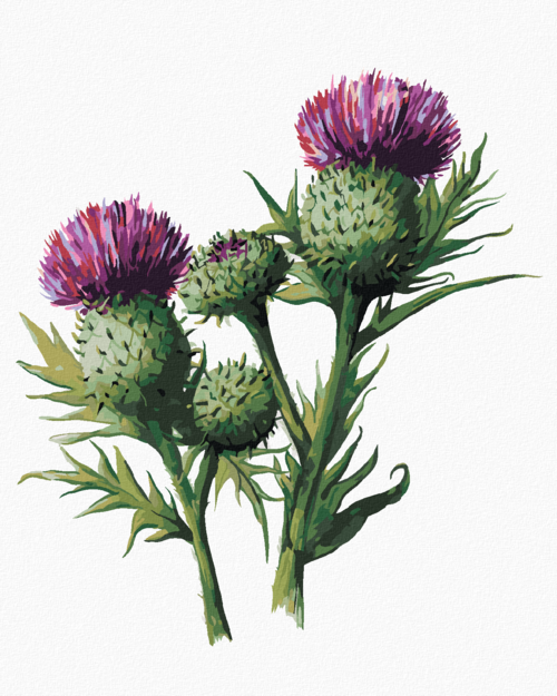 Paint by Numbers - THISTLE WITH FLOWER (ALEXANDRIA GILBERT)