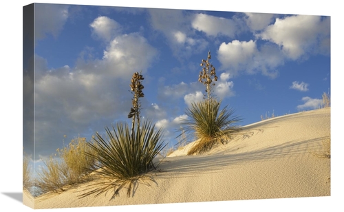 Global Gallery GCS-398523-1624-142 16 x 24 in. Soaptree Yucca Pair Gro