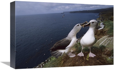 Global Gallery GCS-451815-1218-142 12 x 18 in. Grey-Headed Albatrosses