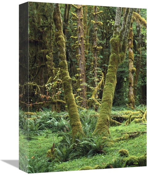 Global Gallery GCS-452006-1216-142 12 x 16 in. Maple Glade, Quinau