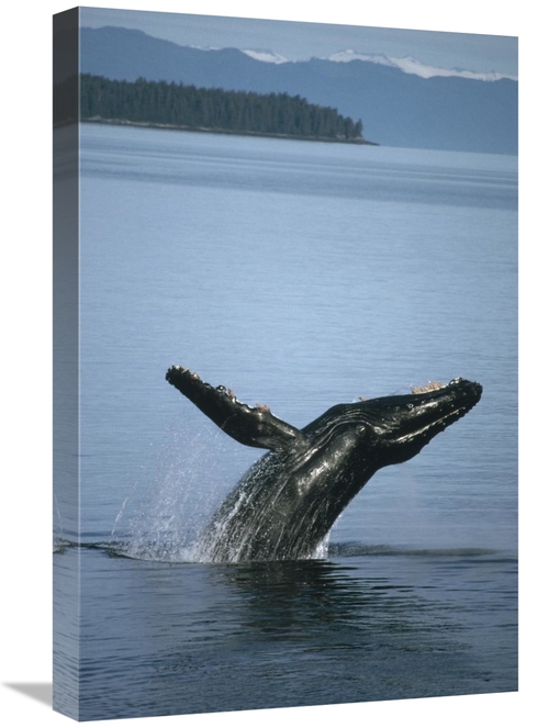 Global Gallery GCS-451170-1624-142 16 x 24 in. Humpback Whale Breachin