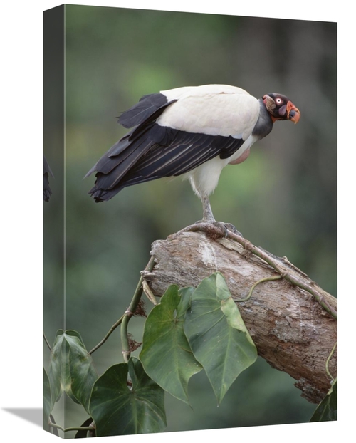 Global Gallery GCS-451215-1218-142 12 x 18 in. King Vulture, Tambo