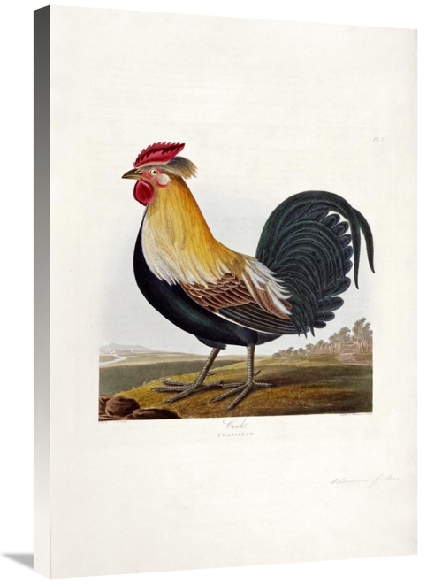 Global Gallery GCS-268069-30-142 30 in. Cock Art Print - Robert Havell