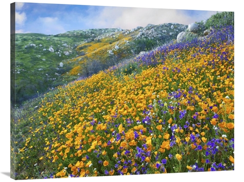 Global Gallery GCS-395954-3040-142 30 x 40 in. California Poppy & Dese