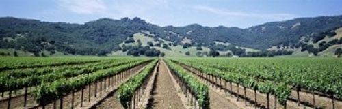 Panoramic Images PPI43029L Rows of vine in a vineyard  Hopland  Califo
