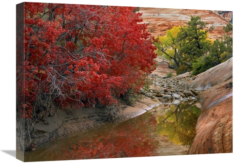 Global Gallery GCS-452087-1824-142 18 x 24 in. Maple & Cottonwood Tree