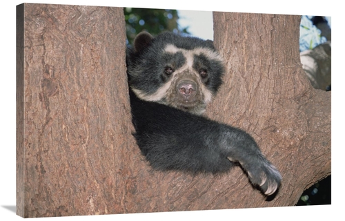 Global Gallery GCS-451507-2436-142 24 x 36 in. Spectacled Bear Resting