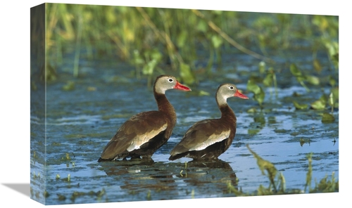 Global Gallery GCS-453305-1218-142 12 x 18 in. Black-Bellied Whistling