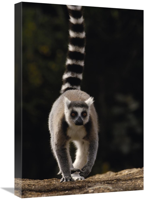 Global Gallery GCS-453242-1624-142 16 x 24 in. Ring-Tailed Lemur, 