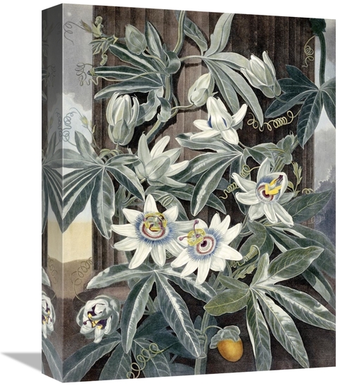 Global Gallery GCS-267393-16-142 16 in. Passion Flowers Art Print - Ro