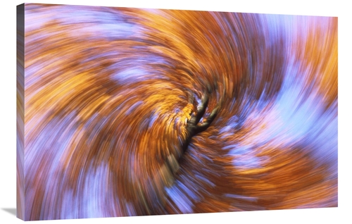 Global Gallery GCS-398488-2436-142 24 x 36 in. European Beech Abstract